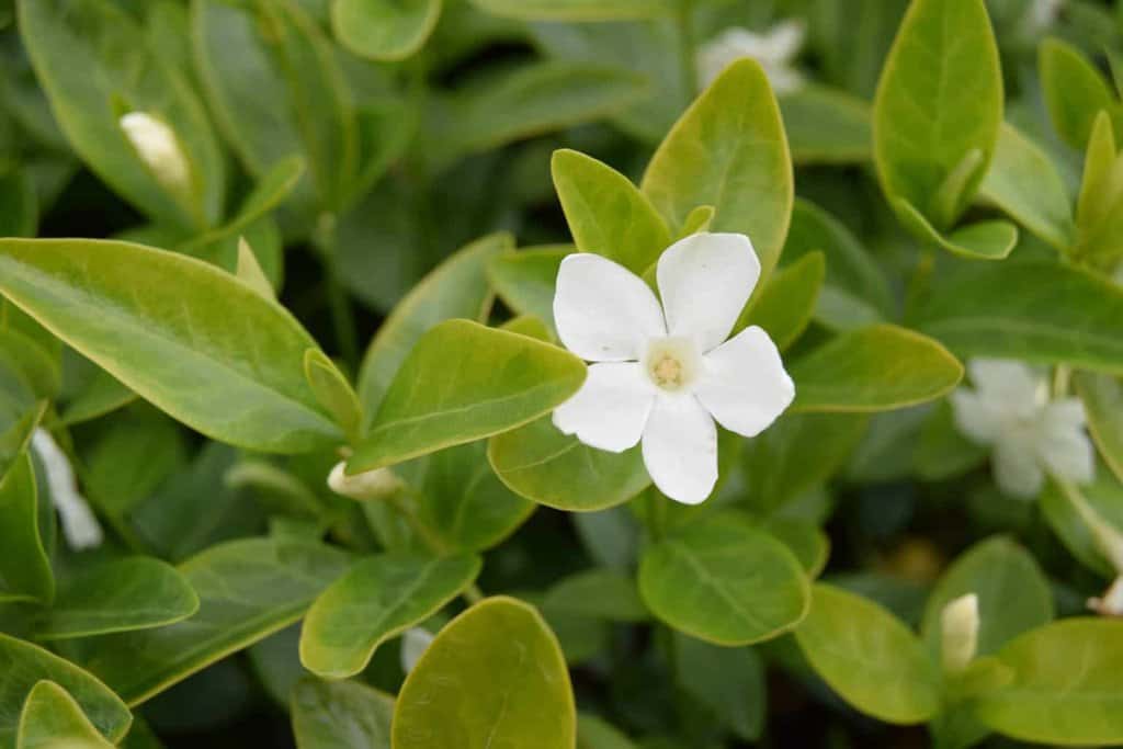 Vinca minor f. alba ---